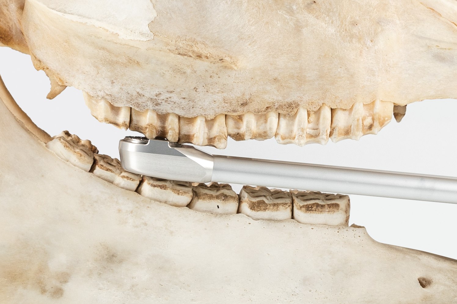 2205035-HORSE DENTAL PDV x4_2_ZOOM copie.jpg